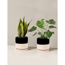 Indoor Potted Plant